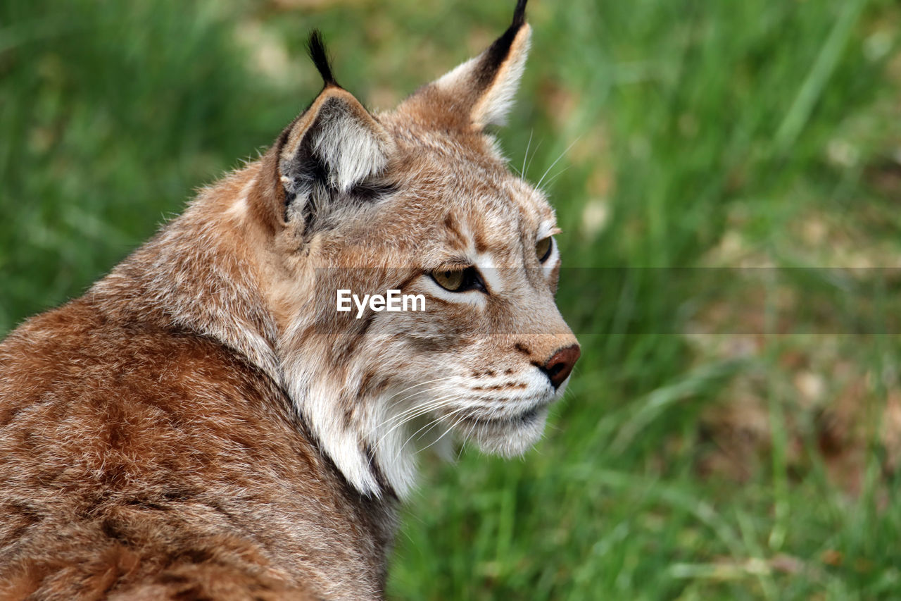 animal, animal themes, one animal, mammal, animal wildlife, puma, wildlife, feline, whiskers, cat, lynx, no people, wild cat, side view, small to medium-sized cats, grass, big cat, carnivora, nature, looking, animal body part, cougar, felidae, profile view, bobcat, animal head, portrait, outdoors, focus on foreground, looking away, close-up, day, domestic animals, pet, plant