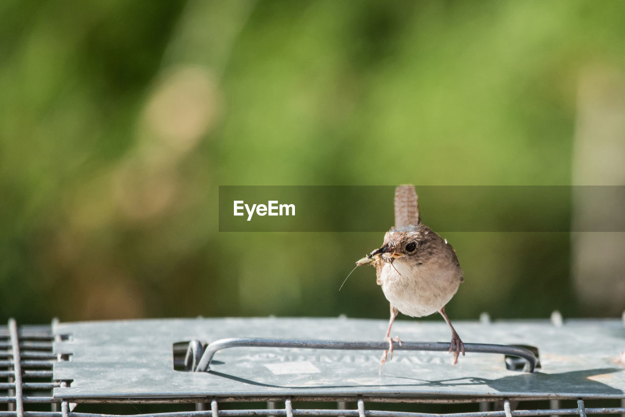 Close-up of bird perching on table