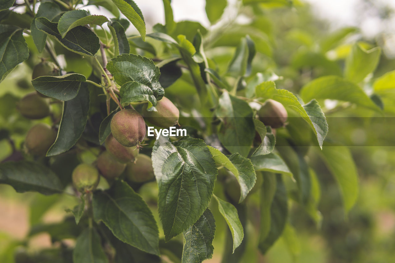 CLOSE-UP OF BERRIES ON TREE