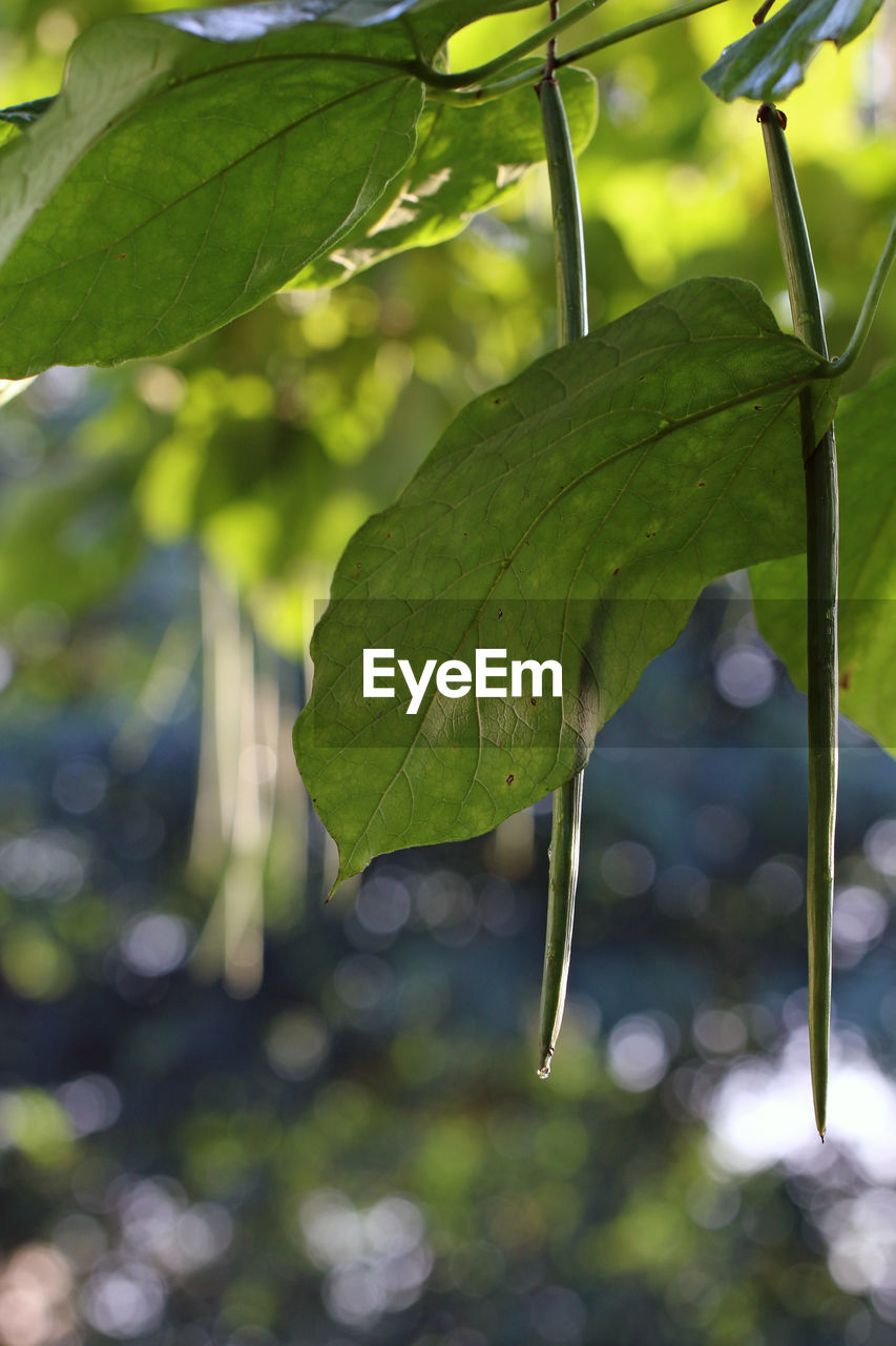 CLOSE-UP OF GREEN LEAF ON TREE