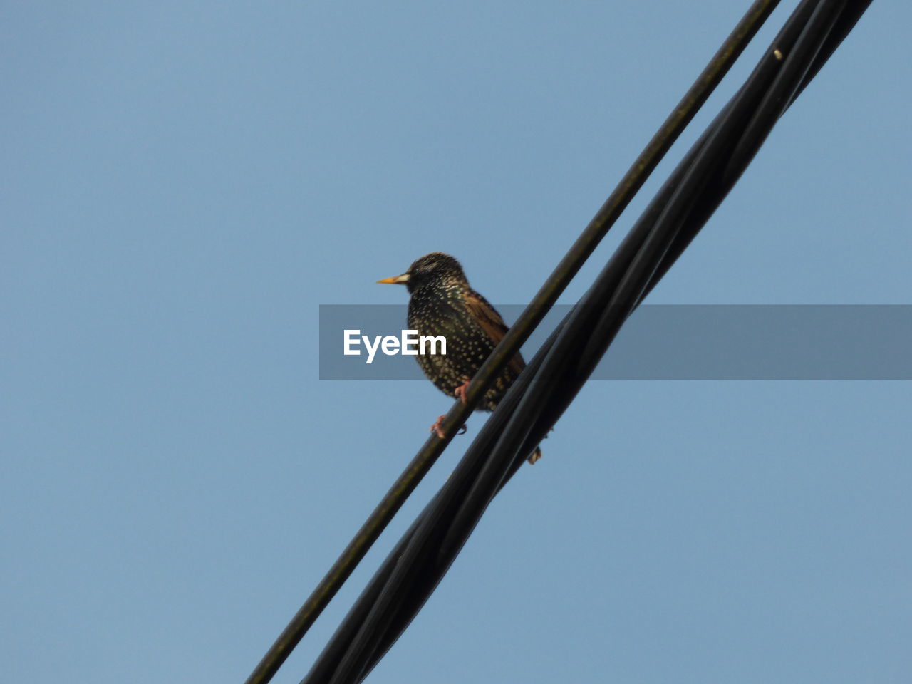 LOW ANGLE VIEW OF BIRD PERCHING ON CLEAR SKY