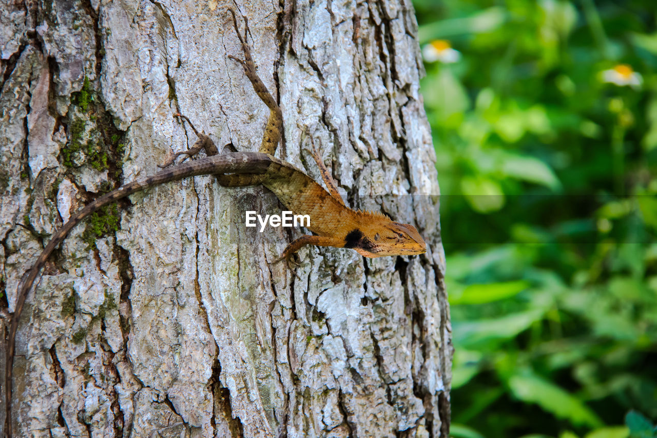 Close-up of lizard on tree trunk