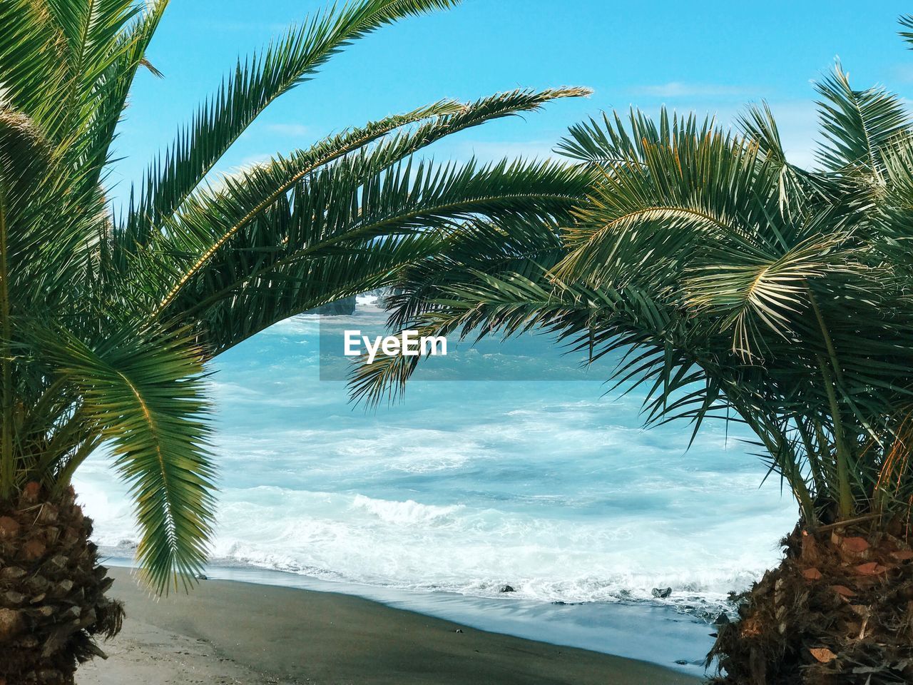 PALM TREE BY SEA AGAINST SKY