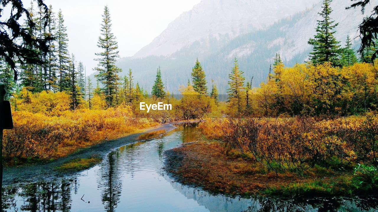 Scenic view of forest during autumn. crossing at burstall flats, kananaskis country, alberta, canada