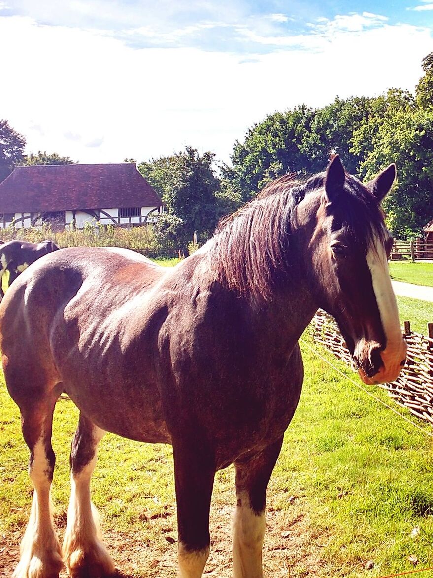 SIDE VIEW OF HORSES STANDING ON FIELD