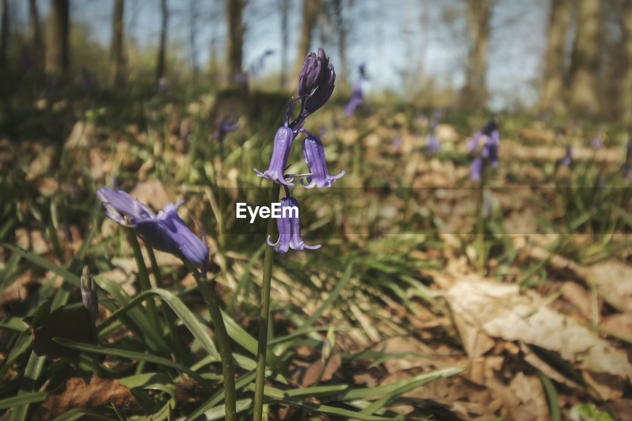 Close-up of purple crocus flowers on field