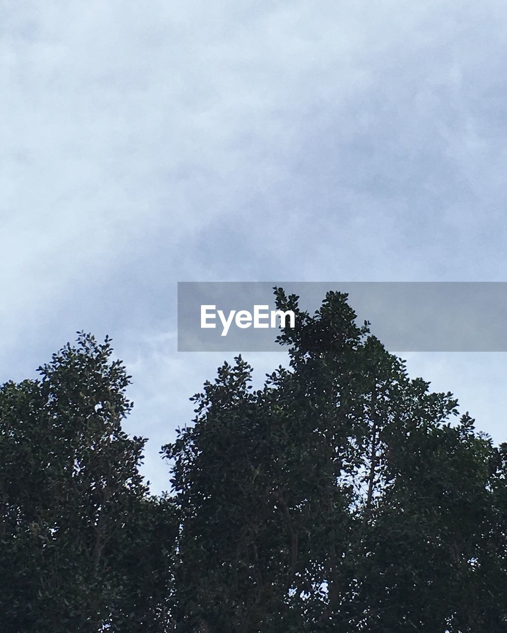 Low angle view of trees against cloudy sky