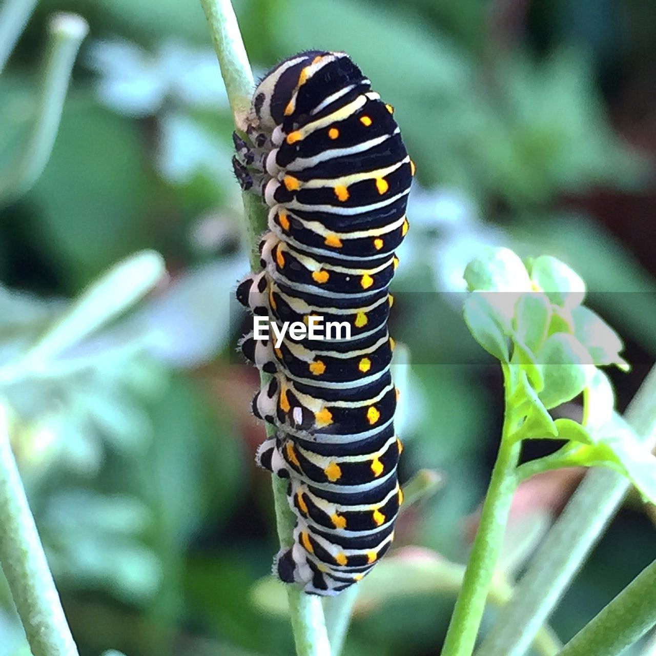 Close-up of insect on plant