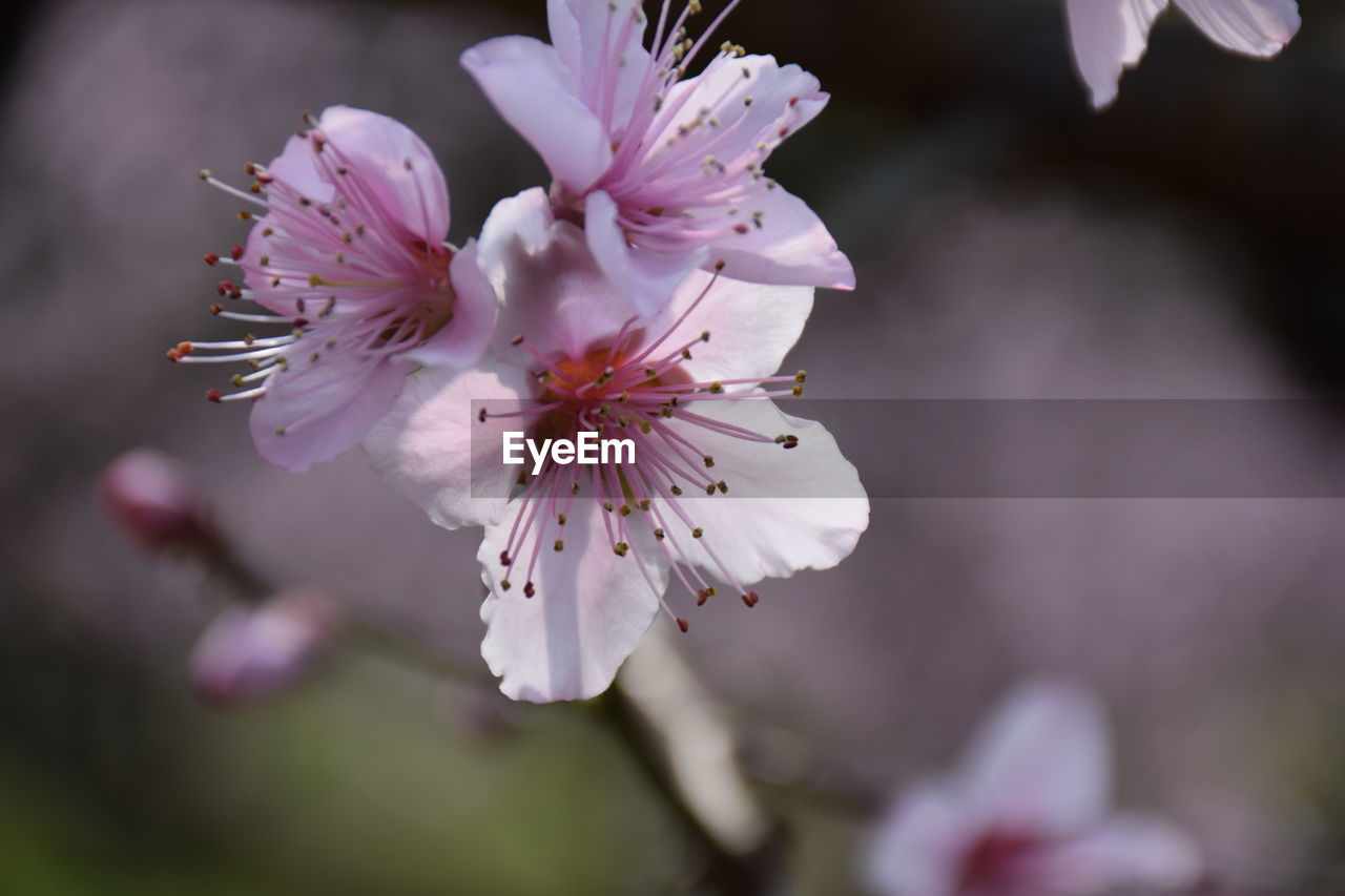 CLOSE-UP OF PINK FLOWERS BLOOMING