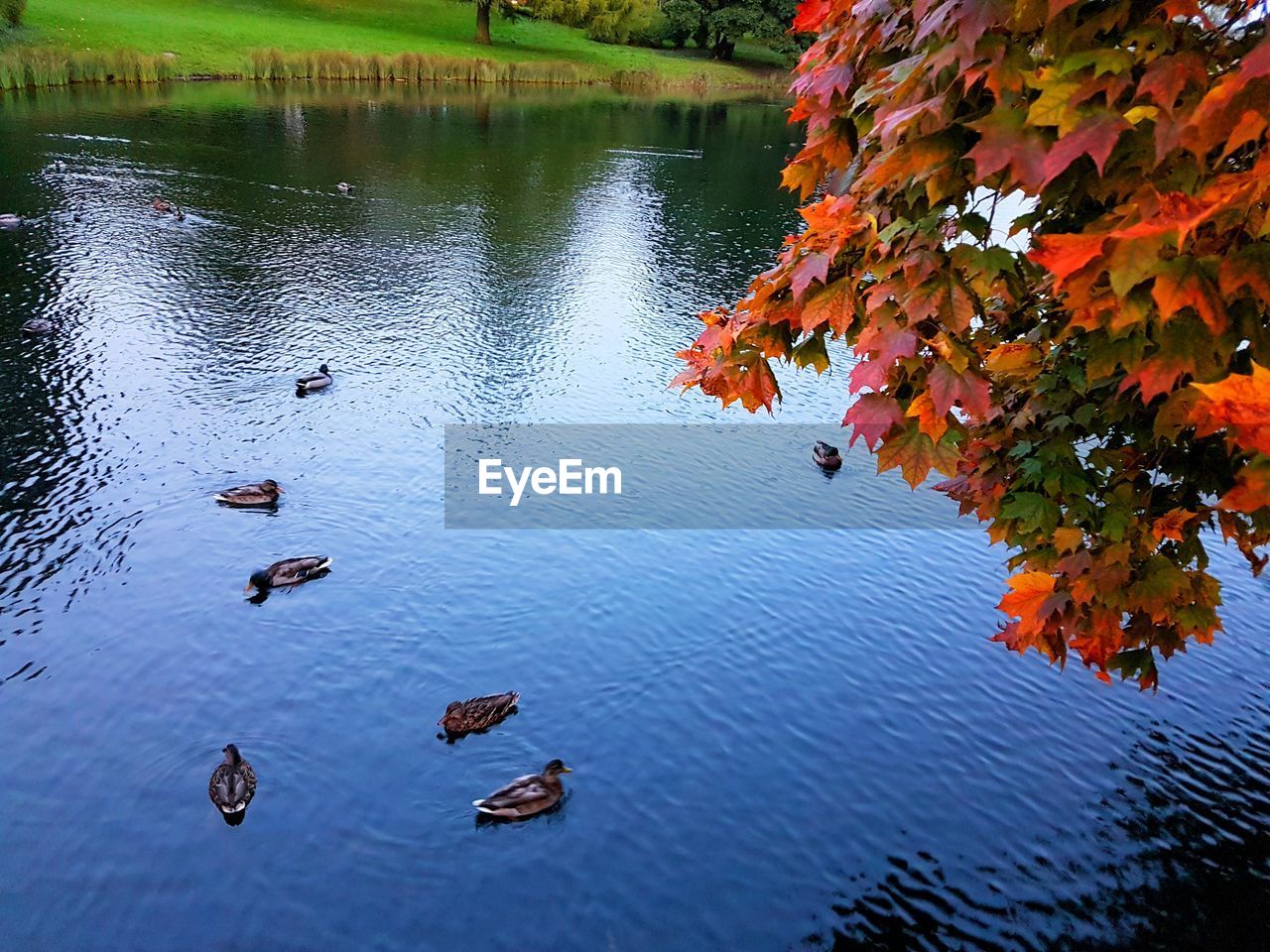 DUCKS SWIMMING IN LAKE WITH AUTUMN LEAVES