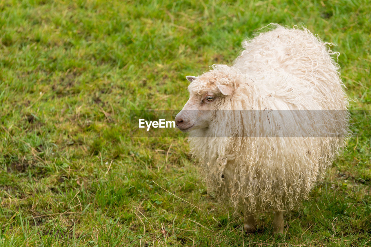 CLOSE-UP OF SHEEP ON GRASSY FIELD