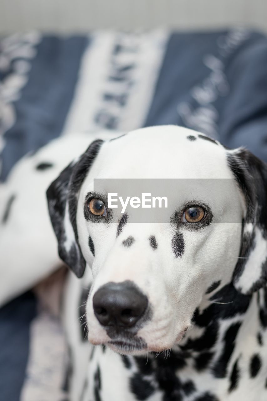 Close-up of dalmatian dog looking up while resting on bed