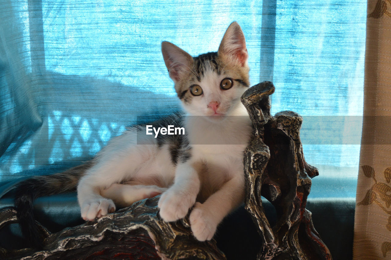 domestic cat, animal themes, pets, domestic animals, one animal, mammal, indoors, sitting, feline, day, no people, portrait, full length, close-up