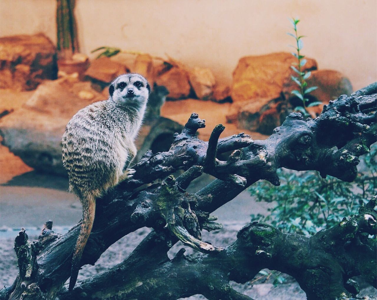 BIRD PERCHING ON BRANCH