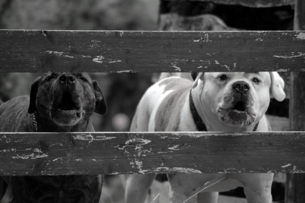 Portrait of dogs standing behind wooden fence