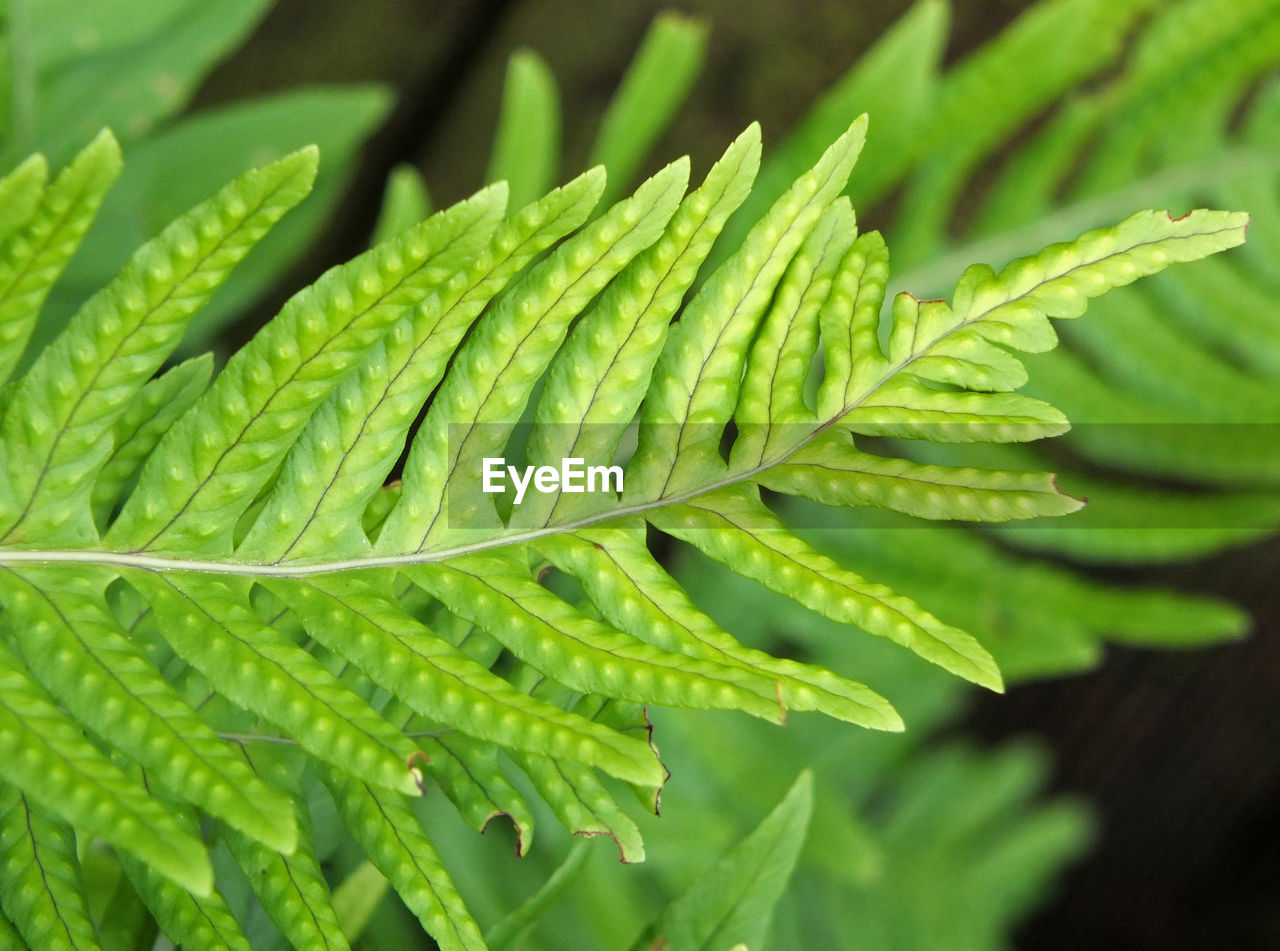 Hard fern in close up with spores developing