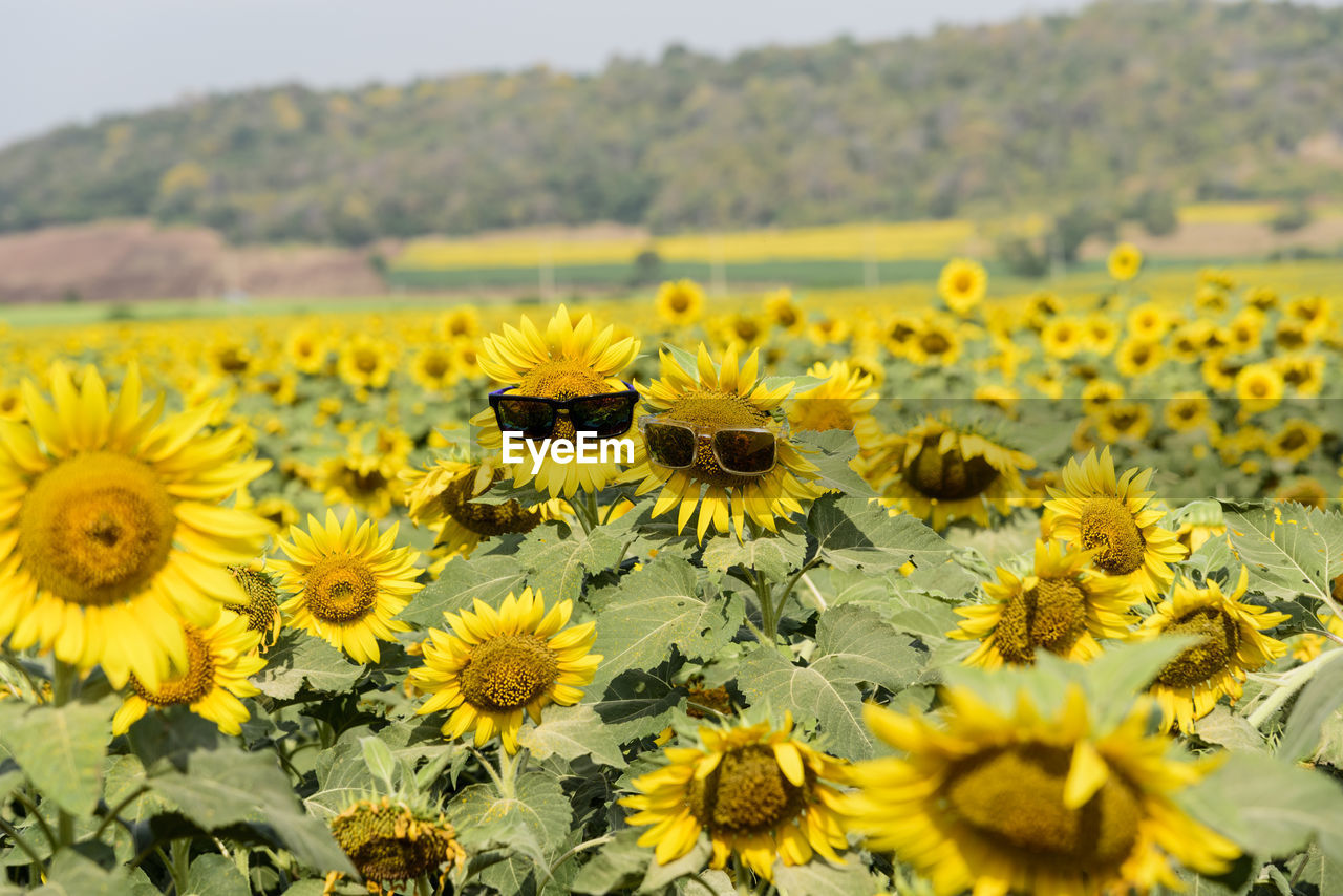 Sunflower wear glasses middle. sunlight in thailand