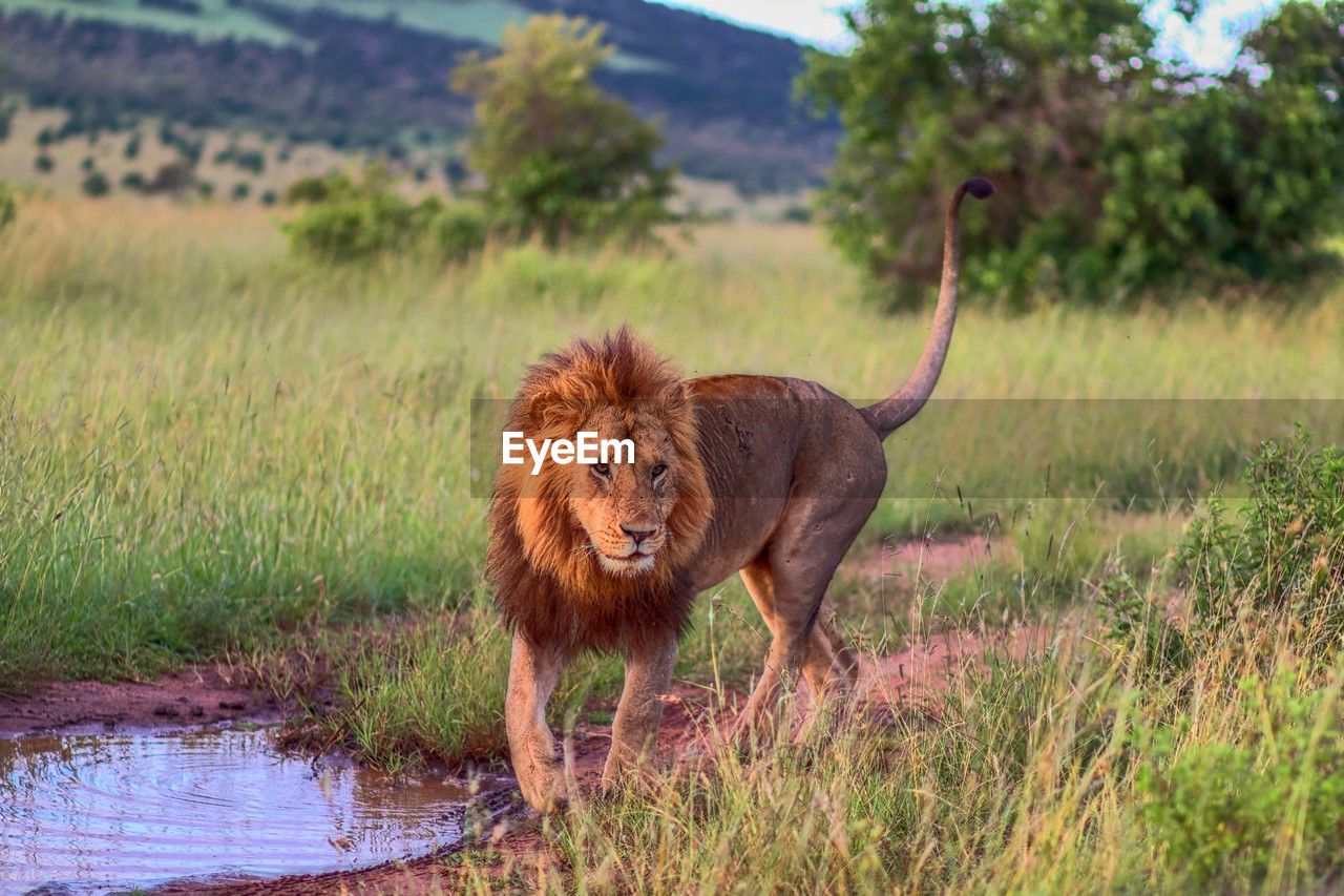 animal, animal themes, mammal, animal wildlife, wildlife, savanna, safari, one animal, grass, plant, feline, adventure, grassland, no people, cat, wilderness, lion - feline, nature, carnivore, big cat, masai lion, environment, travel destinations, prairie, outdoors, day, landscape, portrait, walking, felidae, domestic animals, tourism, standing, looking at camera, carnivora, water