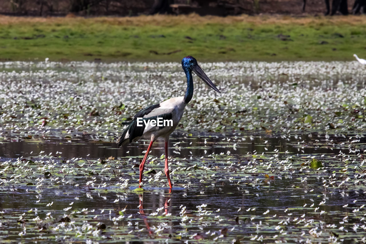 Black-necked stork wading in a flat lake with white water flowers and reflections