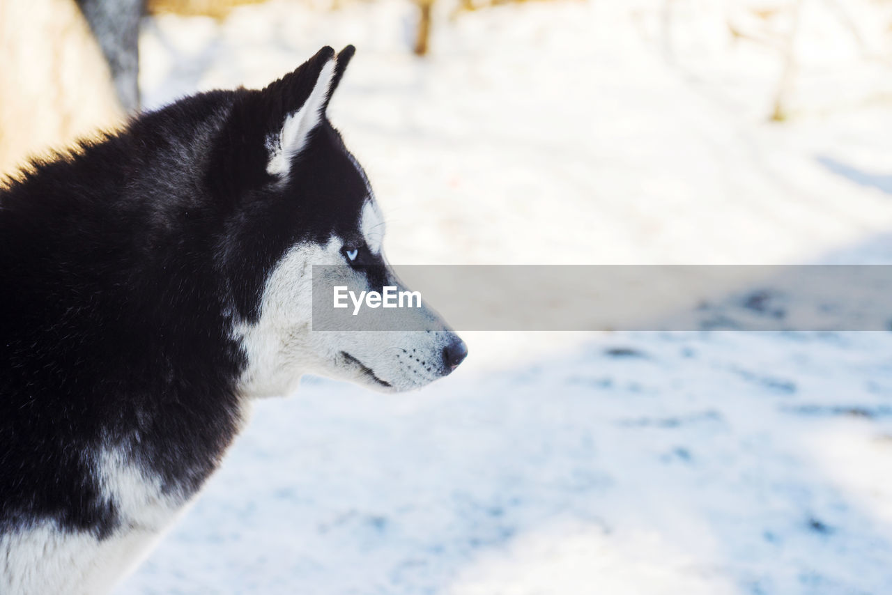 close-up of dog standing on snow