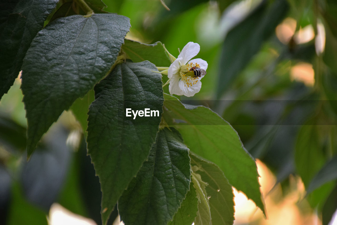 CLOSE-UP OF INSECT ON LEAVES