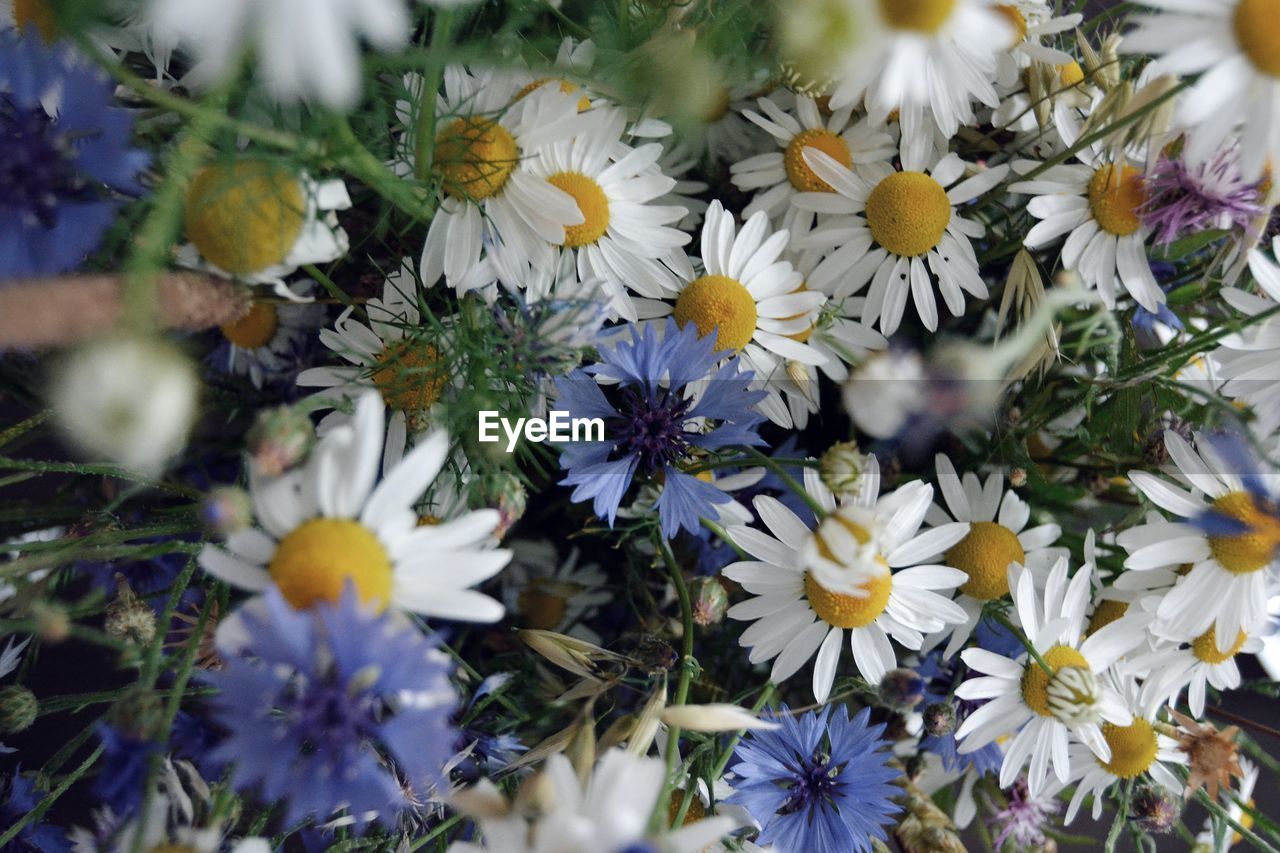 HIGH ANGLE VIEW OF DAISIES ON WHITE DAISY