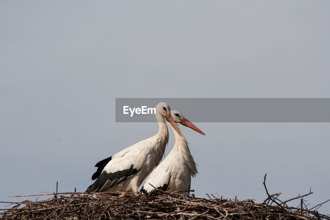 Low angle view of storks in nest against clear sky