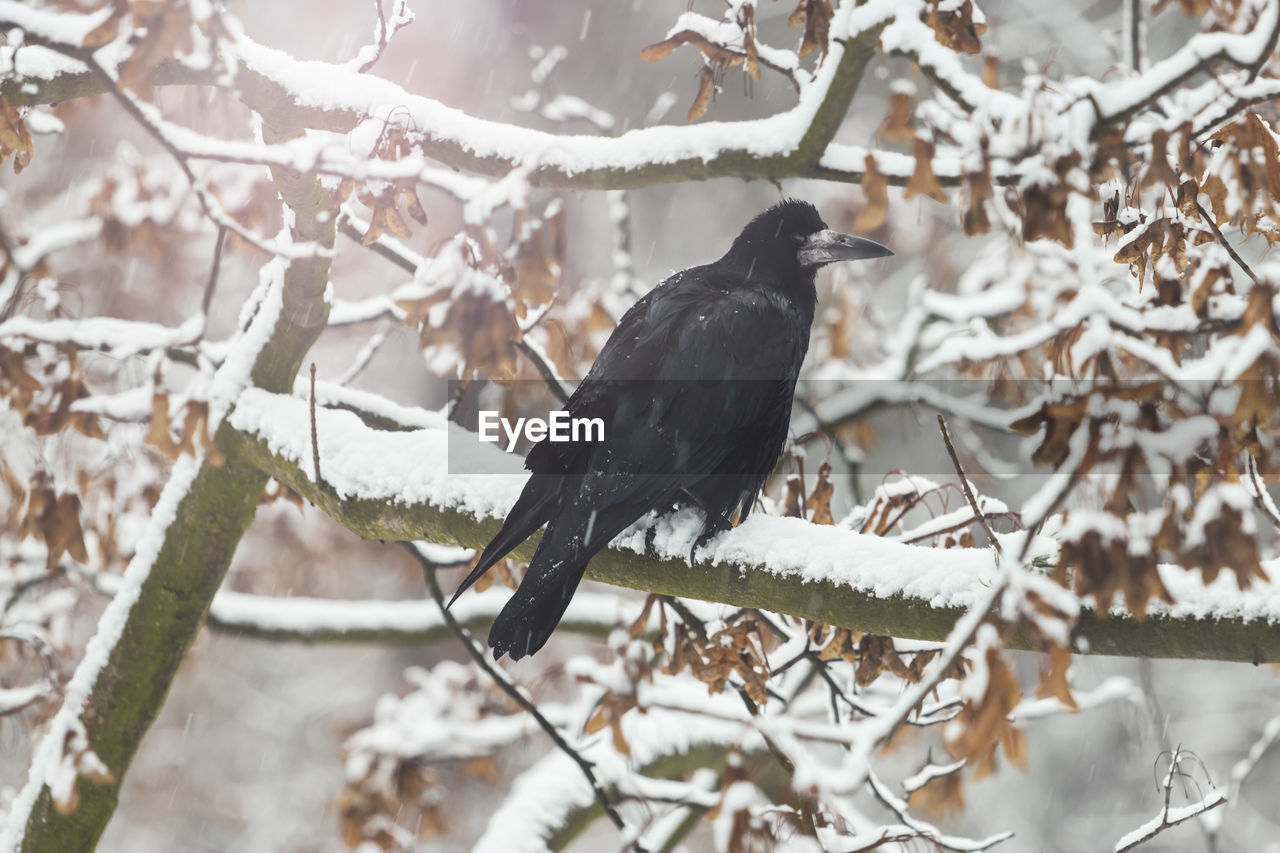winter, animal, animal themes, bird, animal wildlife, wildlife, branch, tree, snow, cold temperature, plant, nature, one animal, perching, spring, no people, beauty in nature, twig, outdoors, black, blackbird, crow, raven, day, white