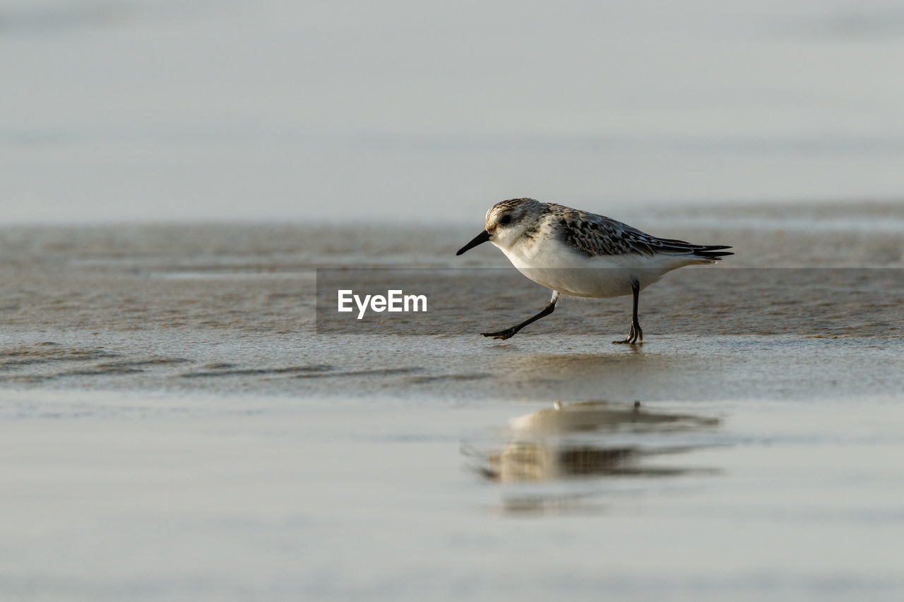 Seagull perching on a beach