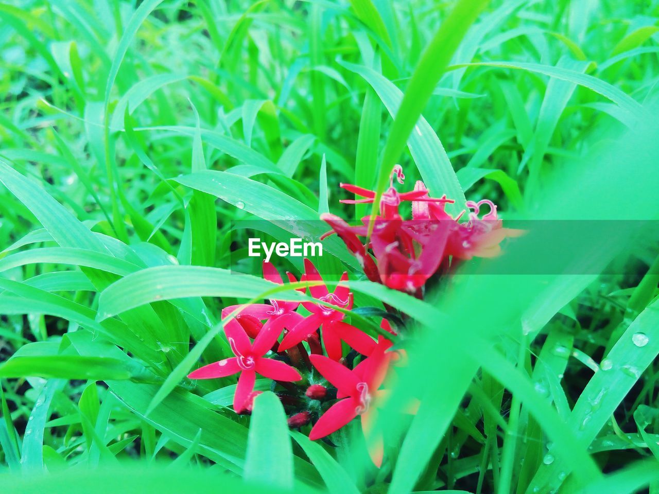 CLOSE-UP OF RED FLOWERS BLOOMING IN WATER