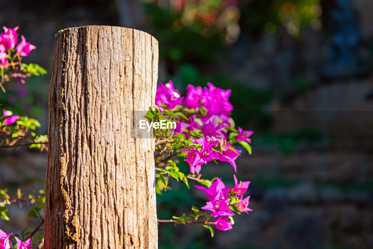 Magenta bougainvillea flowers. bougainvillea flowers as a background. floral background.