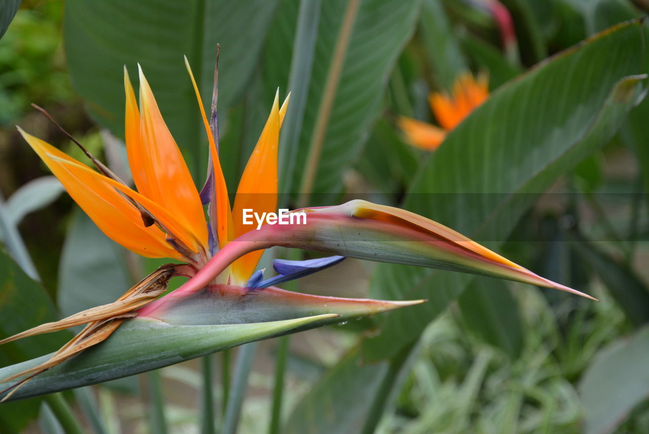 Close-up of orange flowering plant