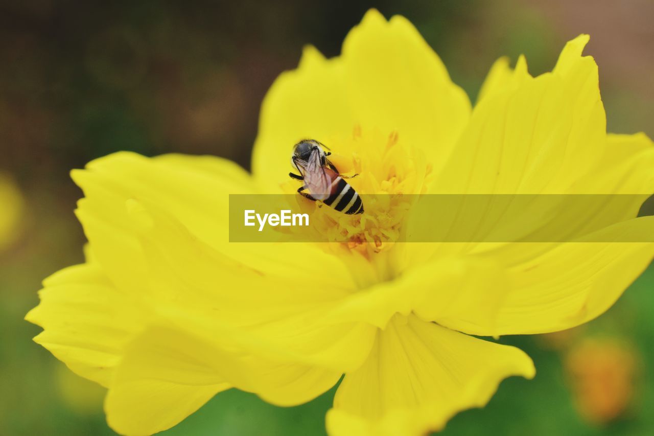 flower, flowering plant, yellow, beauty in nature, animal themes, animal wildlife, insect, animal, freshness, plant, fragility, petal, wildlife, flower head, close-up, one animal, nature, macro photography, bee, focus on foreground, macro, no people, inflorescence, growth, outdoors, wildflower, pollination, springtime, animal wing, fly, animal body part, pollen, honey bee, full length, selective focus, day, vibrant color, summer
