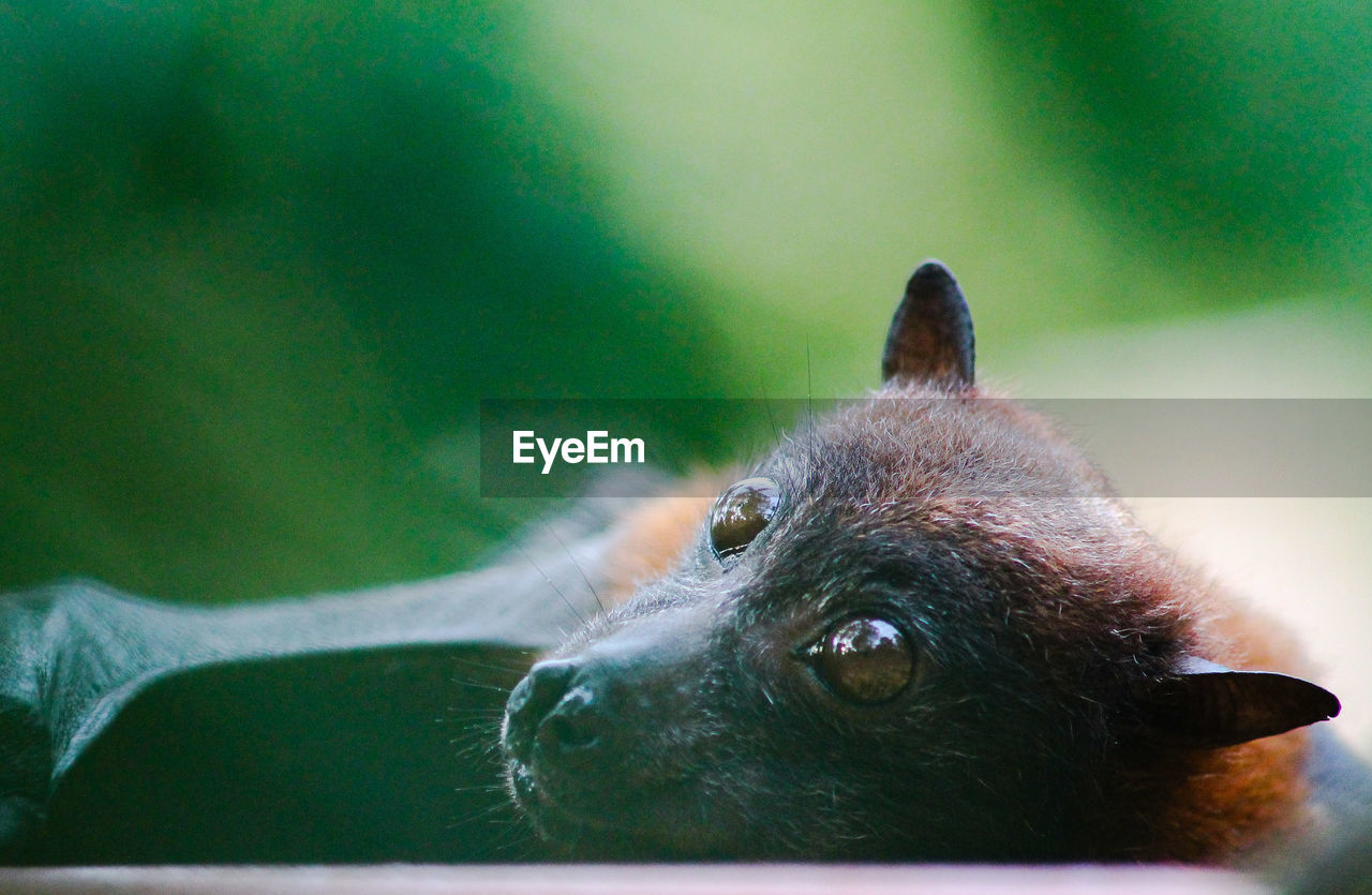 Close-up of flying dog looking away