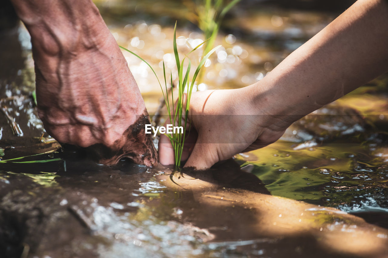 Close-up of two people planting rice