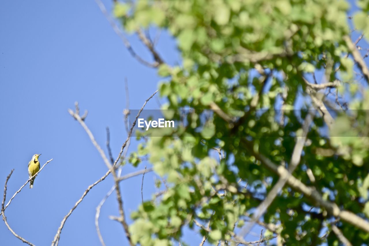 Low angle view of bird perching on tree against sky