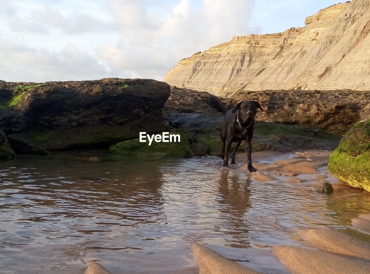 DOG ON ROCK AGAINST SKY