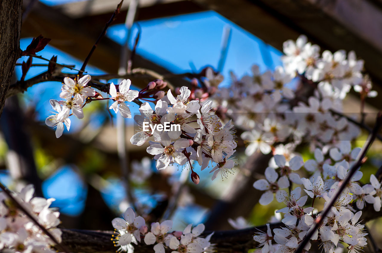 CLOSE-UP OF CHERRY BLOSSOMS ON TREE