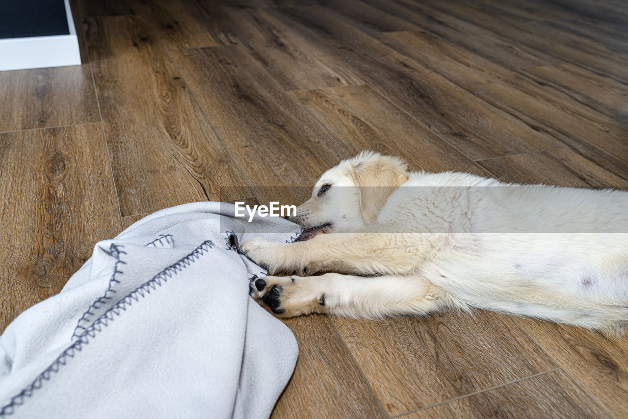 A golden retriever puppy lies on modern vinyl panels in the living room of the house and blanket.