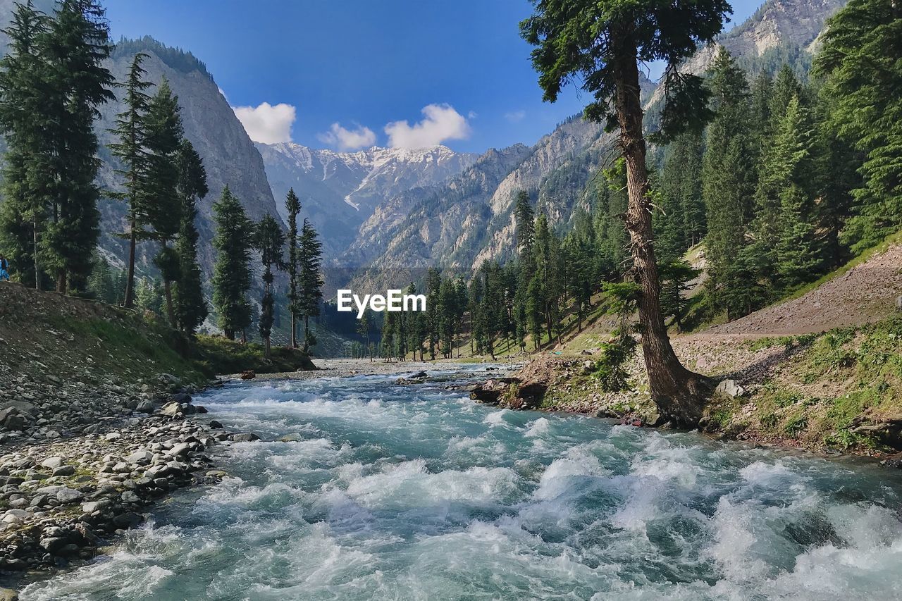 Scenic view of river amidst trees against sky