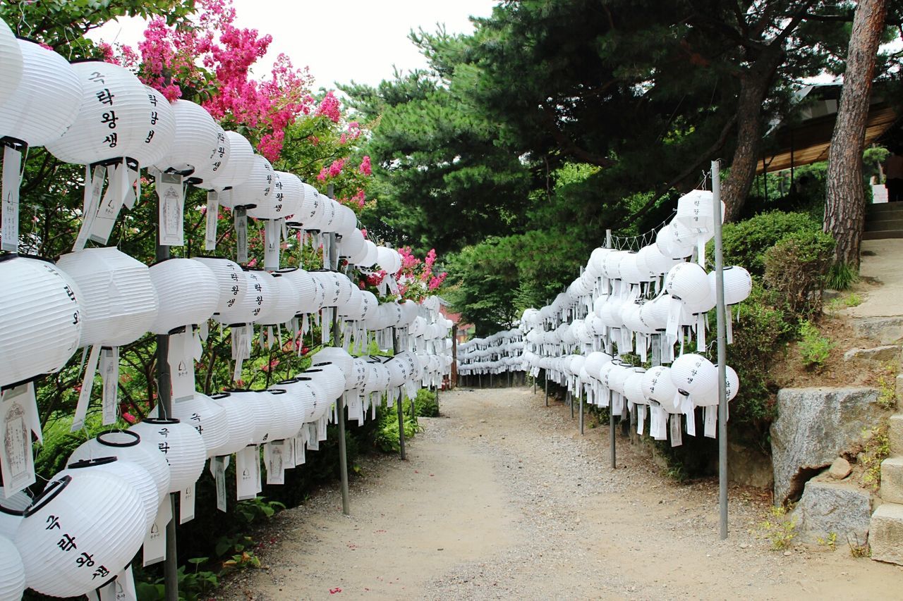 BUILT STRUCTURE BY TREES