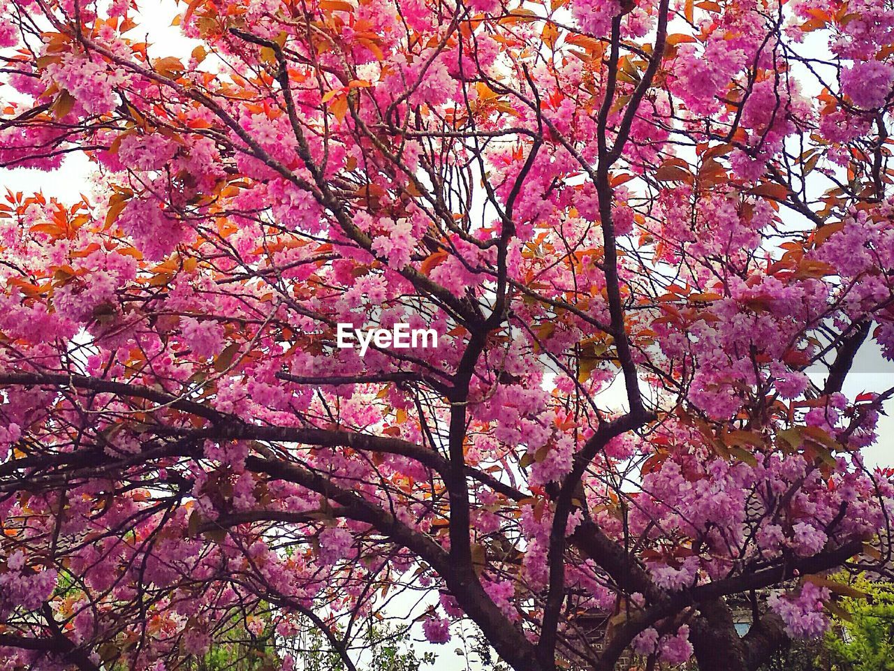 LOW ANGLE VIEW OF PINK CHERRY BLOSSOM TREE