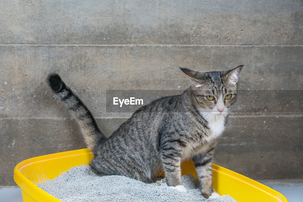 PORTRAIT OF TABBY CAT SITTING ON YELLOW FLOOR