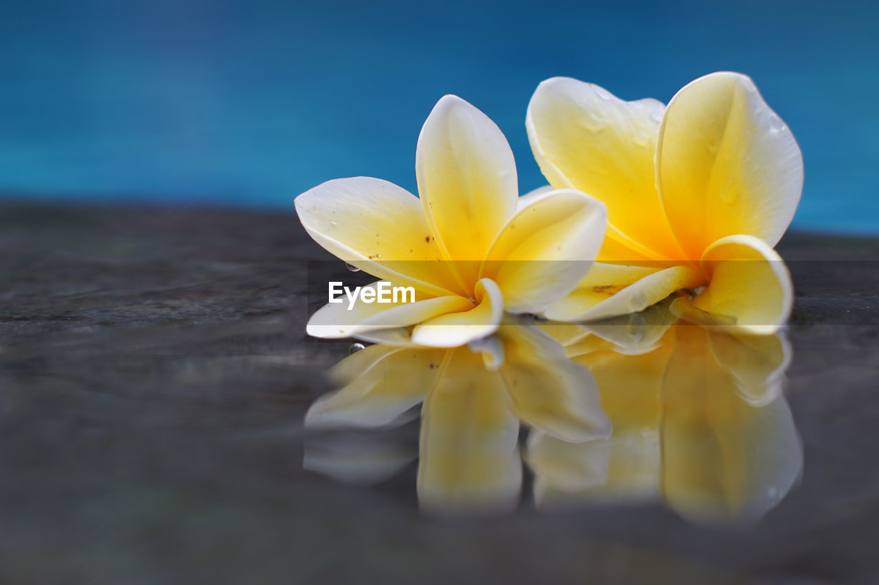 Beautiful white yellow frangipani flowers on the water