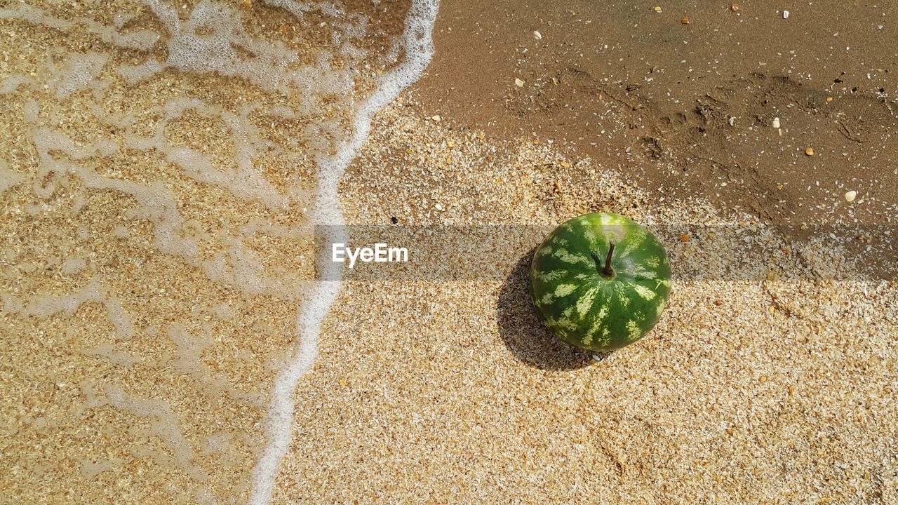 High angle view of plant on beach