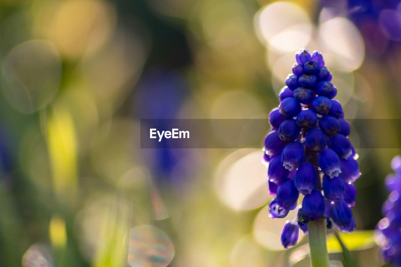 Close-up of purple flowering plants