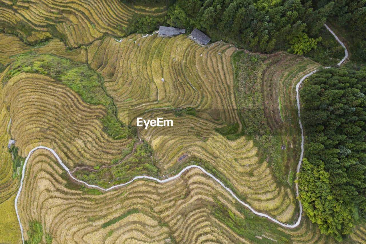 Top down view of rice fields in china - longji