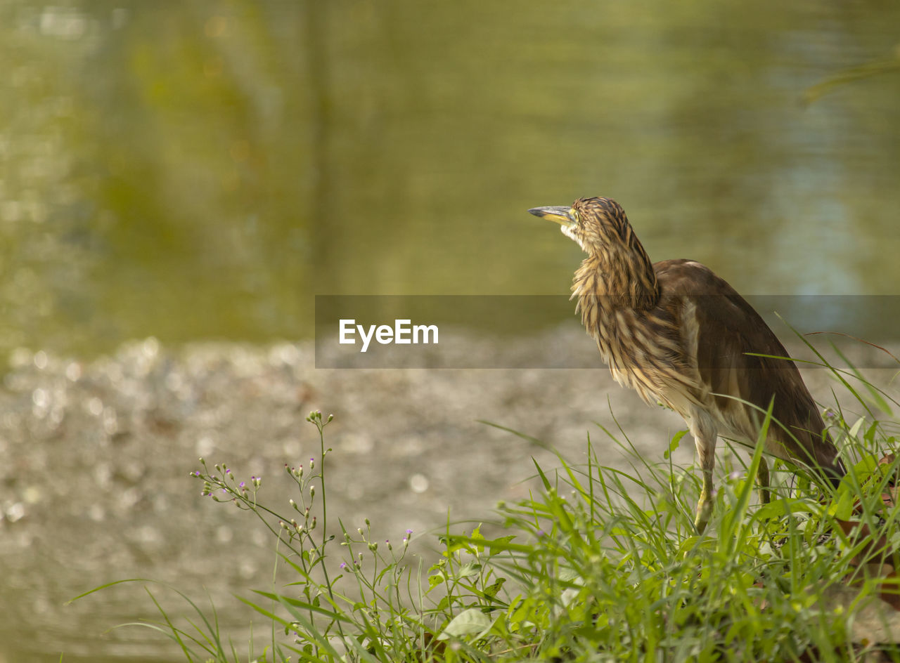 BIRD ON A FIELD