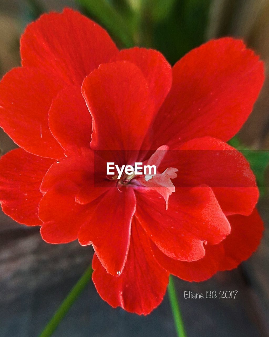 CLOSE-UP OF RED FLOWER BLOOMING