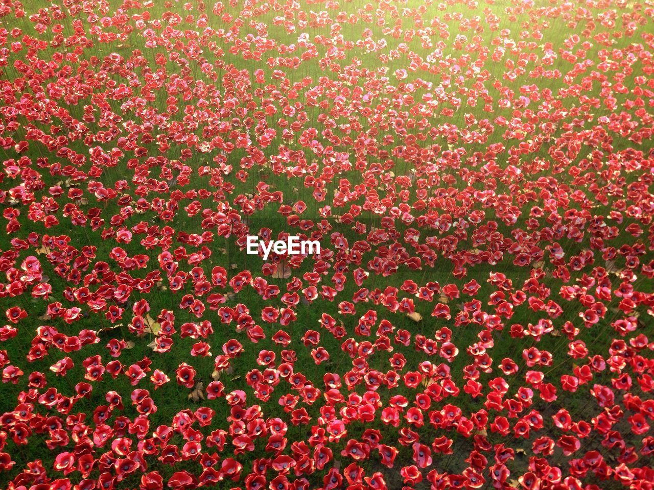 FULL FRAME SHOT OF FLOWERING PLANTS